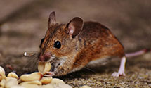 24 Hour & Emergency Exterminators in Loray, NC